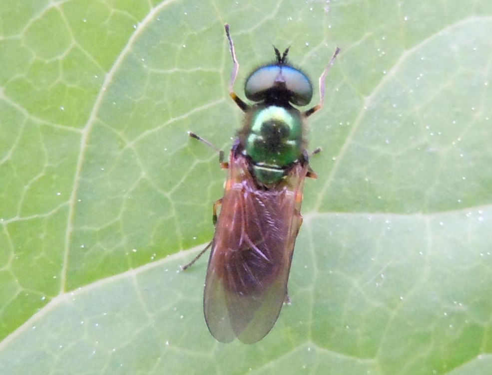 Chloromyia formosa?